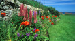 flower bed, crail, scotland flower bed, crail, scotland