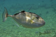 triggerfish