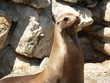 marineland - jeune mere otarie