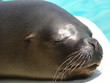 marineland - portrait d'otarie