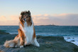 dog in the wind