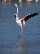 flamant rose phoenicopterus ruber