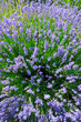 lavener