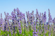 lavener with blue