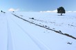 arbol solitario en la nieve