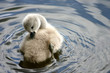 baby swan