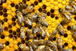 bees