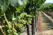 vineyard