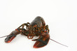 live lobster
