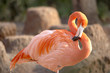 flamingo504