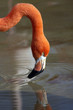 flamingo5044