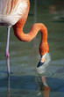 flamingo5043
