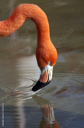 flamingo5044 flamingo5044