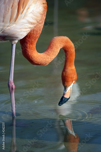 flamingo5043