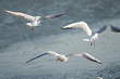 Photo en ligne au meilleur prix seagull 4