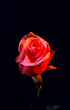 pink rose