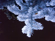 blue-fir