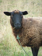 mouton noir ouessant