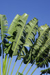 palme du voyageur palme du voyageur