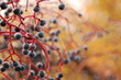 autumn flora