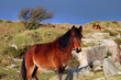 moorland shots 5