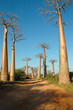 l'allée des baobabs
