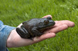 bull frog