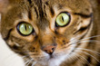 bengal cat face bengal cat face