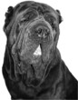 norwegian mastiff isolated on white norwegian mastiff isolated on white