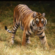 tiger tiger
