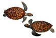 tortugas marinas tortugas marinas