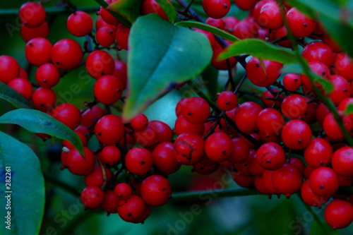 Photo: the red berry the red berry