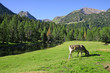 pirineo catalan