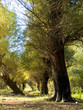 autumn yellow trees