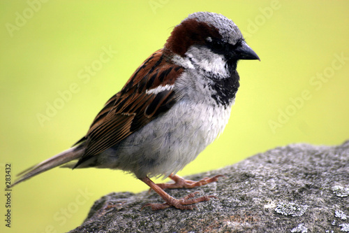 spatz spatz