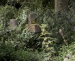 forgotten graves