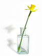 blume in vase blume in vase
