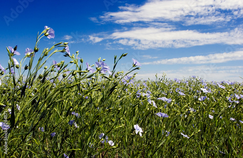 Foto: flax flax