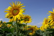 tournesols tournesols