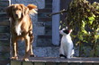 chien et chat