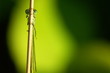libellule derriere un brin herbe sur un fond vert libellule derriere un brin herbe sur un fond vert