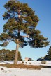 arbol solitario
