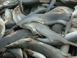 retour de pêche
