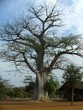 baobab