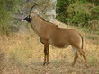 antilope