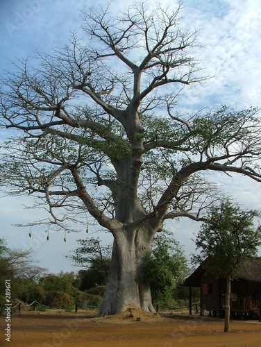baobab
