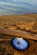 coquillage