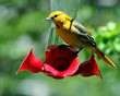 oriole