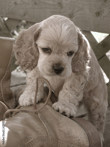 Photo: american cocker spaniel puppy on work boot american cocker spaniel puppy on work boot