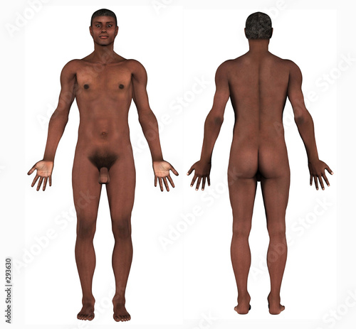 human anatomy. human anatomy - african male